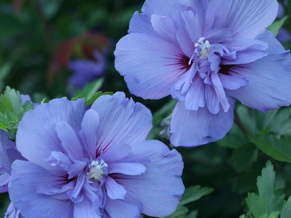 Blue Chiffon rose of Sharon flowering shrub