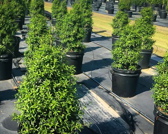 Nasa holly shrubs with glossy green leaves